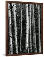 Trees, c. 1970-Brett Weston-Framed Photographic Print