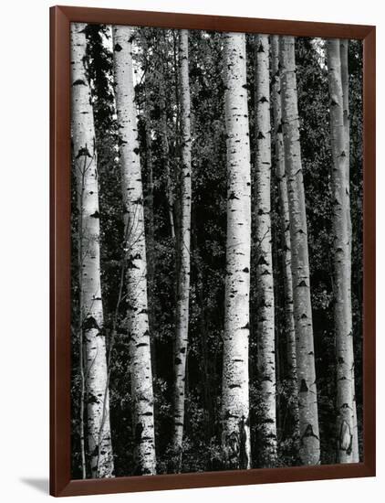 Trees, c. 1970-Brett Weston-Framed Photographic Print