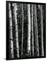 Trees, c. 1970-Brett Weston-Framed Photographic Print