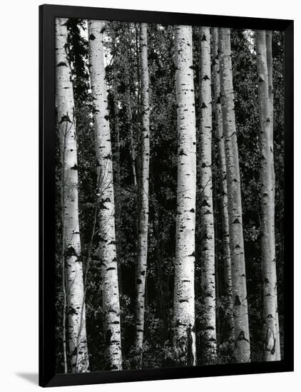 Trees, c. 1970-Brett Weston-Framed Photographic Print