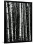 Trees, c. 1970-Brett Weston-Framed Photographic Print