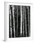 Trees, c. 1970-Brett Weston-Framed Premium Photographic Print