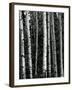 Trees, c. 1970-Brett Weston-Framed Premium Photographic Print