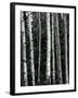 Trees, c. 1970-Brett Weston-Framed Premium Photographic Print