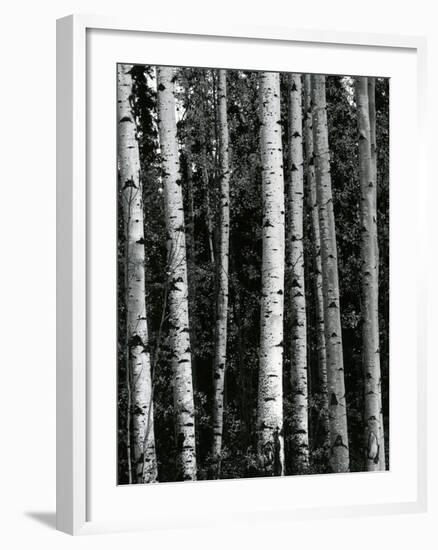 Trees, c. 1970-Brett Weston-Framed Photographic Print