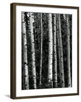 Trees, c. 1970-Brett Weston-Framed Photographic Print