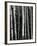 Trees, c. 1970-Brett Weston-Framed Photographic Print