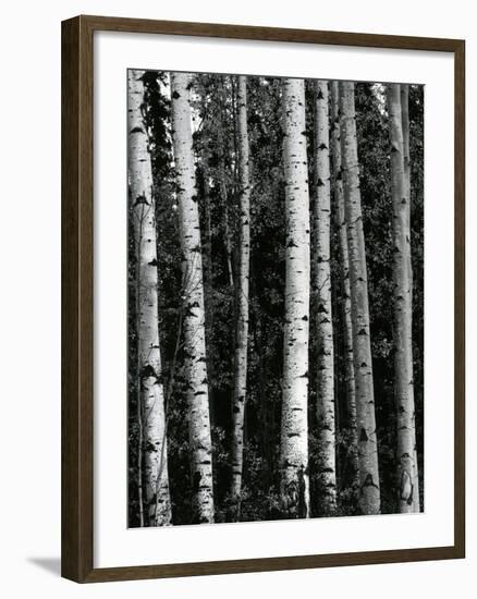 Trees, c. 1970-Brett Weston-Framed Photographic Print