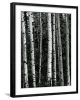 Trees, c. 1970-Brett Weston-Framed Photographic Print