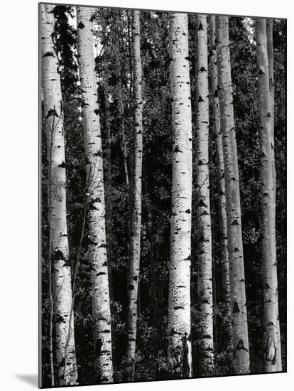 Trees, c. 1970-Brett Weston-Mounted Photographic Print