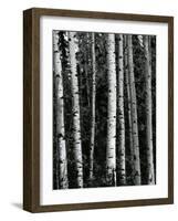 Trees, c. 1970-Brett Weston-Framed Photographic Print