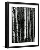 Trees, c. 1970-Brett Weston-Framed Photographic Print