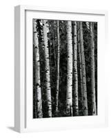 Trees, c. 1970-Brett Weston-Framed Photographic Print