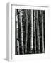 Trees, c. 1970-Brett Weston-Framed Photographic Print