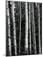 Trees, c. 1970-Brett Weston-Mounted Photographic Print