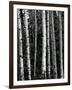 Trees, c. 1970-Brett Weston-Framed Photographic Print