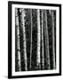 Trees, c. 1970-Brett Weston-Framed Photographic Print