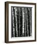 Trees, c. 1970-Brett Weston-Framed Premium Photographic Print