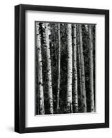 Trees, c. 1970-Brett Weston-Framed Premium Photographic Print