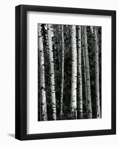 Trees, c. 1970-Brett Weston-Framed Premium Photographic Print