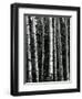 Trees, c. 1970-Brett Weston-Framed Premium Photographic Print