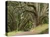 Trees, Central Park, Auckland, New Zealand-Gavriel Jecan-Stretched Canvas