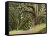 Trees, Central Park, Auckland, New Zealand-Gavriel Jecan-Framed Stretched Canvas