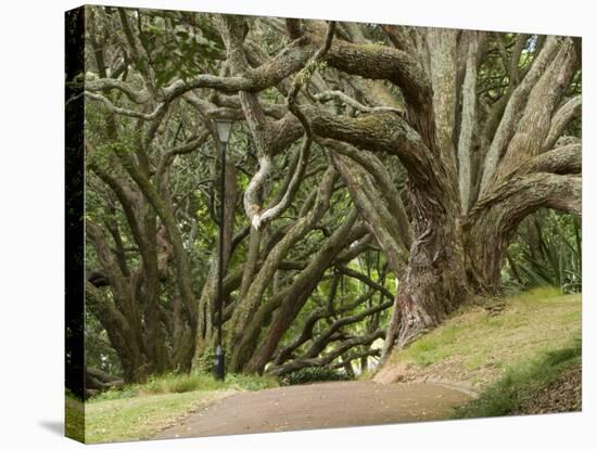 Trees, Central Park, Auckland, New Zealand-Gavriel Jecan-Stretched Canvas