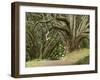 Trees, Central Park, Auckland, New Zealand-Gavriel Jecan-Framed Photographic Print