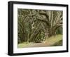 Trees, Central Park, Auckland, New Zealand-Gavriel Jecan-Framed Photographic Print