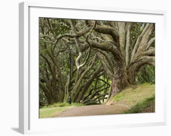 Trees, Central Park, Auckland, New Zealand-Gavriel Jecan-Framed Photographic Print