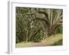 Trees, Central Park, Auckland, New Zealand-Gavriel Jecan-Framed Photographic Print