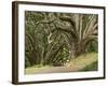 Trees, Central Park, Auckland, New Zealand-Gavriel Jecan-Framed Photographic Print