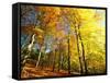 Trees Covered in Yellow Autumn Leaves, Jasmund National Park, Island of Ruegen, Germany-Christian Ziegler-Framed Stretched Canvas