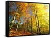 Trees Covered in Yellow Autumn Leaves, Jasmund National Park, Island of Ruegen, Germany-Christian Ziegler-Framed Stretched Canvas