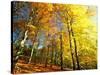 Trees Covered in Yellow Autumn Leaves, Jasmund National Park, Island of Ruegen, Germany-Christian Ziegler-Stretched Canvas