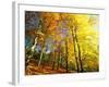 Trees Covered in Yellow Autumn Leaves, Jasmund National Park, Island of Ruegen, Germany-Christian Ziegler-Framed Photographic Print