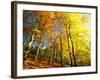 Trees Covered in Yellow Autumn Leaves, Jasmund National Park, Island of Ruegen, Germany-Christian Ziegler-Framed Photographic Print