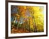 Trees Covered in Yellow Autumn Leaves, Jasmund National Park, Island of Ruegen, Germany-Christian Ziegler-Framed Photographic Print