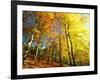 Trees Covered in Yellow Autumn Leaves, Jasmund National Park, Island of Ruegen, Germany-Christian Ziegler-Framed Photographic Print