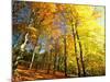 Trees Covered in Yellow Autumn Leaves, Jasmund National Park, Island of Ruegen, Germany-Christian Ziegler-Mounted Photographic Print