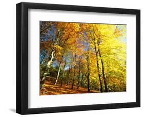 Trees Covered in Yellow Autumn Leaves, Jasmund National Park, Island of Ruegen, Germany-Christian Ziegler-Framed Photographic Print