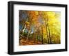 Trees Covered in Yellow Autumn Leaves, Jasmund National Park, Island of Ruegen, Germany-Christian Ziegler-Framed Photographic Print