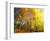 Trees Covered in Yellow Autumn Leaves, Jasmund National Park, Island of Ruegen, Germany-Christian Ziegler-Framed Photographic Print