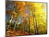 Trees Covered in Yellow Autumn Leaves, Jasmund National Park, Island of Ruegen, Germany-Christian Ziegler-Mounted Photographic Print