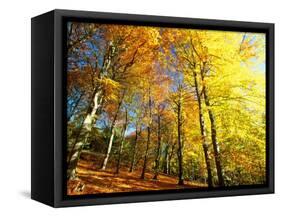 Trees Covered in Yellow Autumn Leaves, Jasmund National Park, Island of Ruegen, Germany-Christian Ziegler-Framed Stretched Canvas