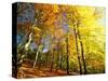 Trees Covered in Yellow Autumn Leaves, Jasmund National Park, Island of Ruegen, Germany-Christian Ziegler-Stretched Canvas