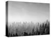 Trees covered with fog in Autumn, Baden Wurttemberg, Germany-Panoramic Images-Stretched Canvas