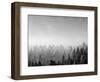 Trees covered with fog in Autumn, Baden Wurttemberg, Germany-Panoramic Images-Framed Photographic Print