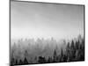 Trees covered with fog in Autumn, Baden Wurttemberg, Germany-Panoramic Images-Mounted Photographic Print
